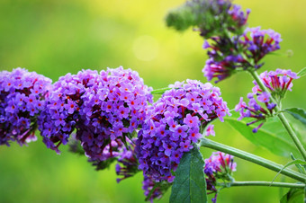 盛开的butterfly-bushbuddleja大卫蝴蝶吸蜂蜜蓬勃发展的butterfly-bushbuddleja大卫蝴蝶吸蜂蜜