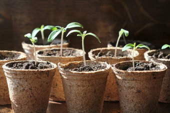 园艺概念年轻的番茄幼苗豆芽的泥炭锅园艺概念年轻的番茄幼苗豆芽的泥炭锅