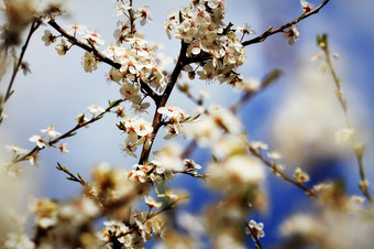 美丽的李子开花摘要自然背景春天时间<strong>季节</strong>花壁纸小白色花树分支美丽的李子开花摘要自然背景春天时间<strong>季节</strong>花壁纸小白色花树分支