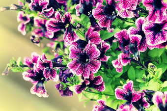 紫色的佩妮花的花园春天时间浅深度场紫色的佩妮花的花园春天时间浅深度场
