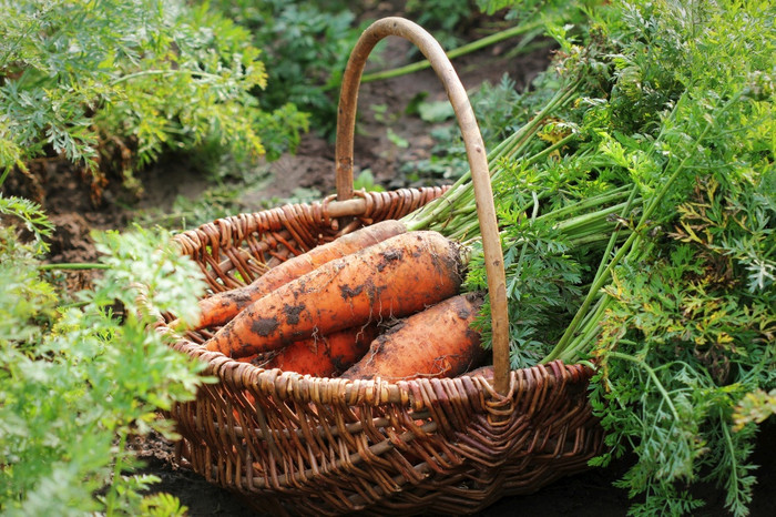 收获胡萝卜新鲜的胡萝卜说谎地面新鲜的胡萝卜选从的花园有机食物概念收获胡萝卜新鲜的胡萝卜说谎地面