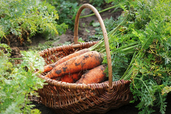 收获胡萝卜新鲜的胡萝卜说谎地面新鲜的胡萝卜选从的花园有机食物概念收获胡萝卜新鲜的胡萝卜说谎地面