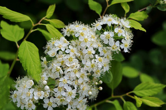 白色开花灌木背景Spiraea<strong>布什</strong>的软白色花下的春天太阳白色开花灌木背景Spiraea<strong>布什</strong>的软白色花下的春天太阳