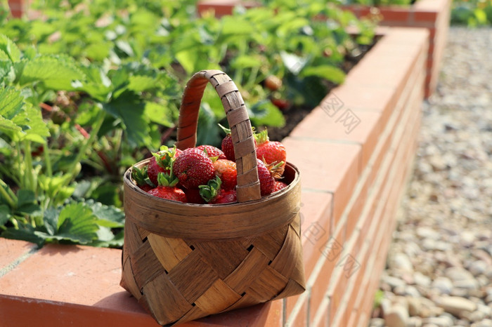 现代蔬菜花园与提高了布里克斯床提高了床园艺城市花园篮子完整的草莓现代蔬菜花园与提高了布里克斯床提高了床园艺城市花园篮子完整的草莓