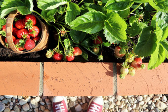 女人园丁挑选草莓现代蔬菜花园与提高了布里克斯床提高了床园艺城市花园篮子完整的草莓女人园丁挑选草莓现代蔬菜花园与提高了布里克斯床提高了床园艺城市花园篮子完整的草莓