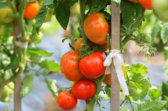 大红色的西红柿日益增长的温室准备好了选择大红色的西红柿日益增长的温室准备好了选择