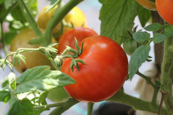 大红色的西红柿日益增长的温室准备好了选择大红色的西红柿日益增长的温室准备好了选择