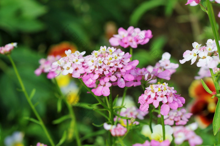 Iberis我爱你花也被称为火箭屈曲花属植物苦屈曲花属植物野生屈曲花属植物花Iberis我爱你花也被称为火箭屈曲花属植物苦屈曲花属植物野生屈曲花属植物