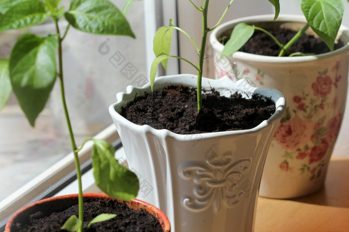 红辣椒植物日益增长的锅室内关闭红辣椒植物日益增长的锅室内