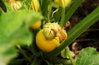 轮黄色的西<strong>葫芦</strong>与绿色<strong>叶子</strong>和黄色的花日益增长的花园轮黄色的西<strong>葫芦</strong>与绿色<strong>叶子</strong>和黄色的花日益增长的花园