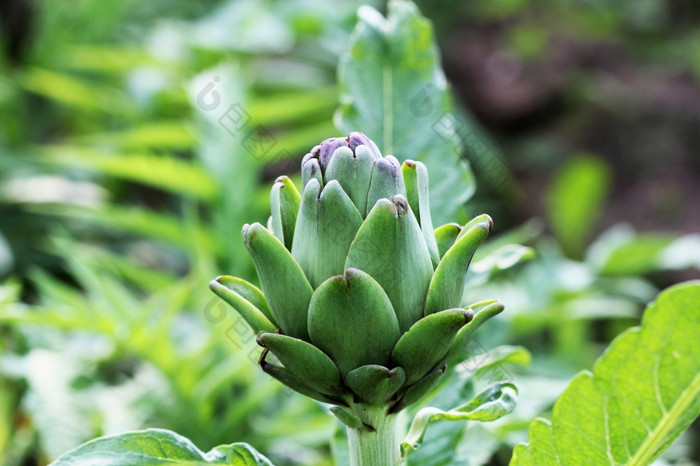 年轻的洋蓟植物生长场年轻的洋蓟植物生长场