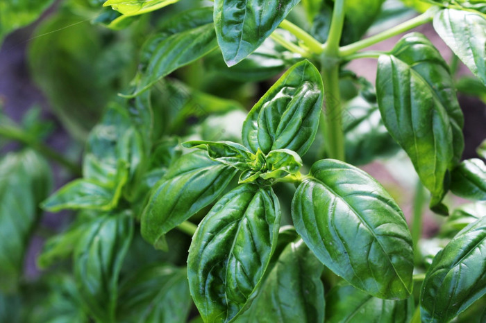 新鲜的有机罗勒植物生长花园新鲜的有机罗勒植物生长花园