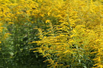 盛开的秋麒麟草属植物<strong>一枝</strong>黄花金<strong>枝</strong>秸属开花植物的Aster家庭菊科盛开的秋麒麟草属植物<strong>一枝</strong>黄花金<strong>枝</strong>秸属开花植物的Aster家庭菊科