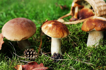 蘑菇牛肝菌属日益增长的的森林秋天背景蘑菇牛肝菌属日益增长的的森林秋天背景