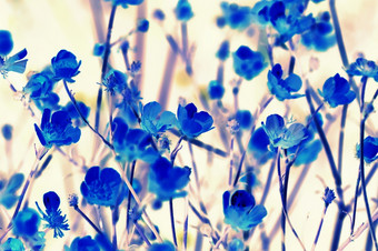 背景纹理色彩斑斓的蓝色的花叶子背景纹理色彩斑斓的蓝色的花叶子