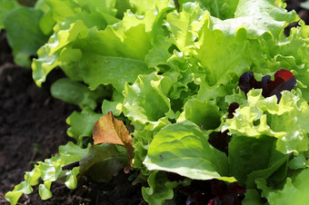 新鲜的绿色和红色的卷曲的生菜日益增长的床上沙拉背景新鲜的绿色和红色的卷曲的生菜日益增长的床上沙拉背景