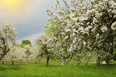 春天开花背景美丽的自然场景与盛开的树苹果春天开花背景美丽的自然场景与盛开的树苹果