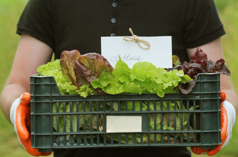 新鲜的生生菜包装塑料盒子准备好了出售农民持有盒子手新鲜的生生菜包装塑料盒子准备好了出售农民持有盒子手