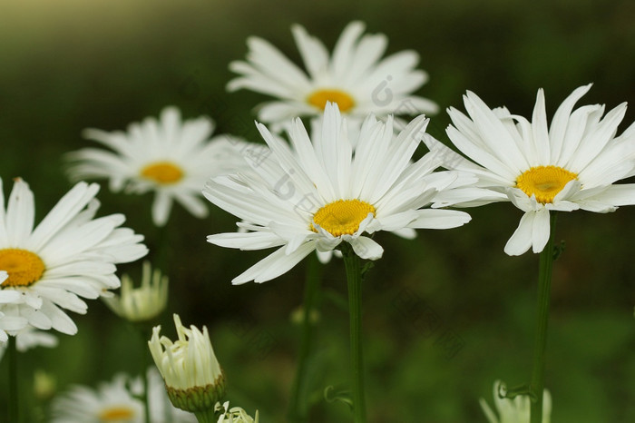 美丽的白色camomiles雏菊绿色草地美丽的白色camomiles雏菊绿色草地