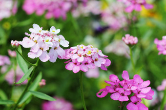 Iberis我爱你花也被称为火箭屈曲花属植物苦屈曲花属植物野生屈曲花属植物花Iberis我爱你花也被称为火箭屈曲花属植物苦屈曲花属植物野生屈曲花属植物