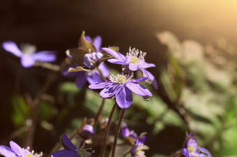 春天花美丽的盛开的第一个小花的森林HepaticaHepatica诺比利斯春天花美丽的盛开的第一个小花的森林HepaticaHepatica诺比利斯