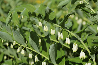 白色花所<strong>罗</strong>门密封植物属玉竹白色花所<strong>罗</strong>门密封植物属玉竹