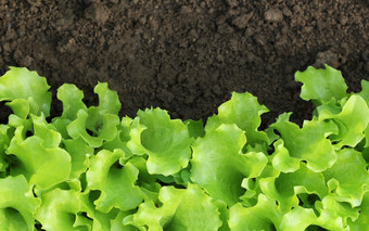 新鲜的绿色卷曲的生菜沙拉背景前视图新鲜的绿色卷曲的生菜沙拉背景前视图