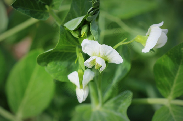 绿色(2008年)植物与白色花花园绿色(2008年)植物与白色花花园