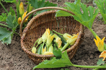 西葫芦植物开花的花园床上篮子与小西葫芦和花西葫芦植物开花的花园床上篮子与小西葫芦和花