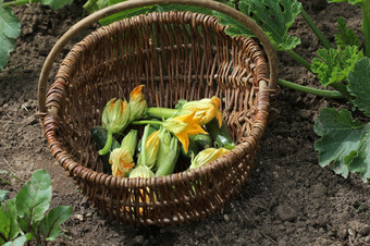 西葫芦植物开花的花园床上篮子与小西葫芦和花西葫芦植物开花的花园床上篮子与小西葫芦和花