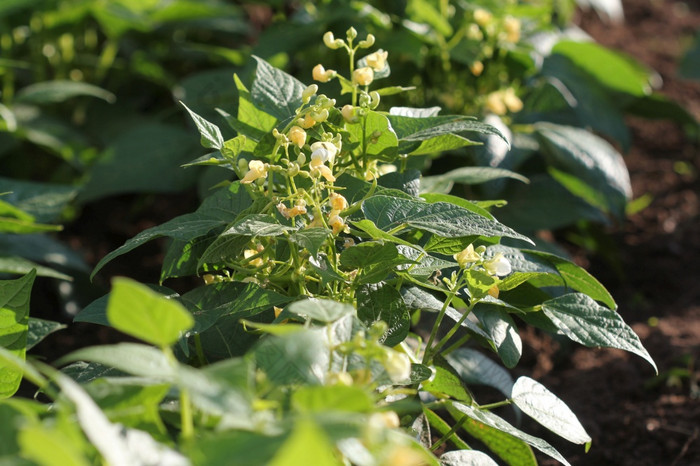 绿色法国豆子植物蔬菜花园绿色法国豆子植物蔬菜花园