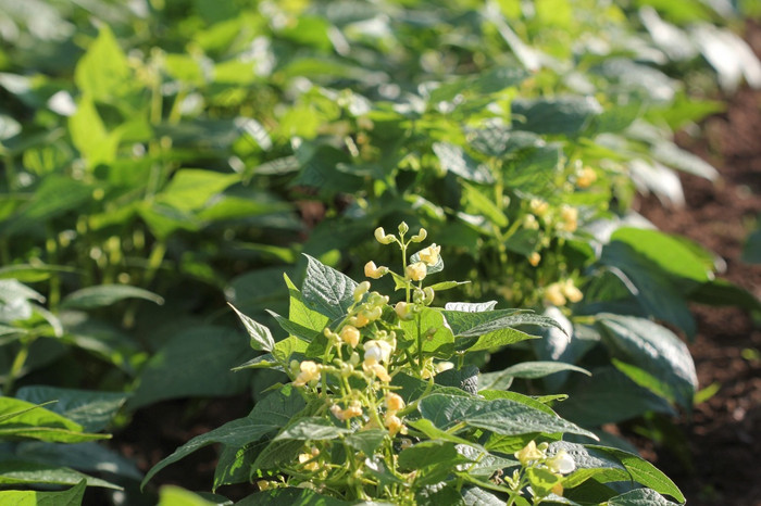 绿色法国豆子植物蔬菜花园绿色法国豆子植物蔬菜花园