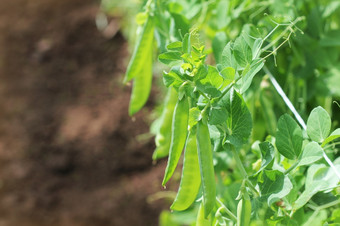 绿色(2008年)豆荚农业场园艺背景与<strong>绿色植物</strong>绿色(2008年)豆荚农业场园艺背景与<strong>绿色植物</strong>