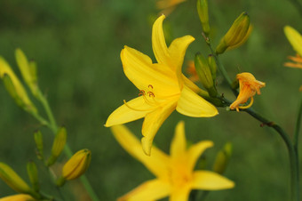 分支花<strong>萱草</strong>属植物lilioasphodelus也被称为柠檬莉莉黄色的黄花菜<strong>萱草</strong>属植物黄色的<strong>萱草</strong>属植物黄色的已知的也柠檬黄花菜柠檬莉莉和蛋奶沙司李尔