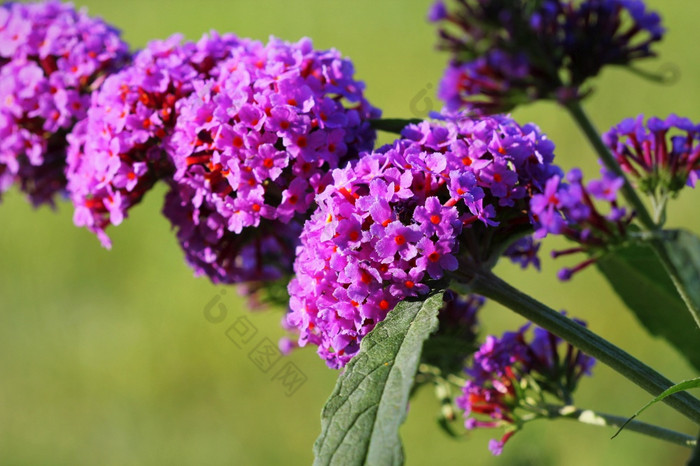 盛开的蝴蝶布什buddleja大卫蝴蝶吸蜂蜜蓬勃发展的蝴蝶布什buddleja大卫蝴蝶吸蜂蜜