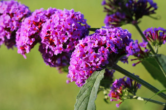 盛开的蝴蝶布什buddleja大卫蝴蝶吸蜂蜜蓬<strong>勃发</strong>展的蝴蝶布什buddleja大卫蝴蝶吸蜂蜜