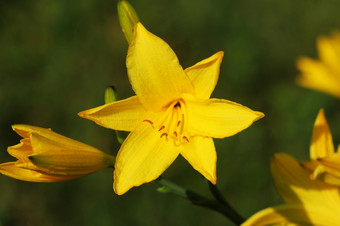 分支花萱草属<strong>植物</strong>lilioasphodelus也被称为柠檬莉莉黄色<strong>的</strong>黄花菜萱草属<strong>植物</strong>黄色<strong>的</strong>分支花萱草属<strong>植物</strong>lilioasphodelus也被称为柠檬莉莉黄色<strong>的</strong>黄花菜