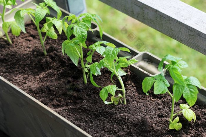 蔬菜花园阳台西红柿幼苗日益增长的容器蔬菜花园阳台西红柿幼苗日益增长的容器
