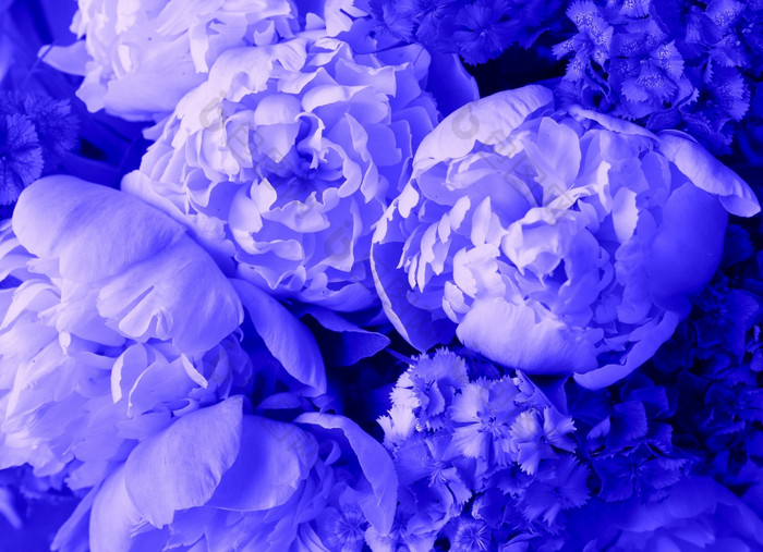 美丽的春天模式背景与蓝色的花关闭牡丹花美丽的春天模式背景与蓝色的花关闭牡丹花
