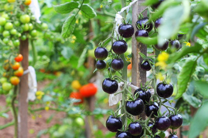 黑色的西红柿分支的花园靛蓝玫瑰番茄黑色的西红柿分支的花园靛蓝玫瑰番茄