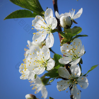 春天樱桃开<strong>花背景</strong>美丽的自然场景与盛开的树<strong>绿色</strong>背景春天花春天樱桃开<strong>花背景</strong>美丽的自然场景与盛开的树<strong>绿色</strong>背景春天花