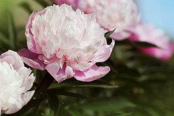 美丽的盛开的<strong>牡丹</strong>布什与粉红色的花的花园美丽的盛开的<strong>牡丹</strong>布什与粉红色的花的花园