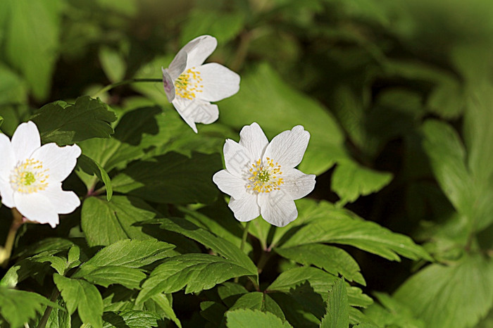 春天野生花木海葵银莲花海葵nemorosa春天野生花木海葵银莲花海葵nemorosa