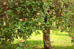 苹果树果园秋天季节