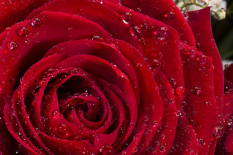 红色的玫瑰的属<strong>蔷薇</strong>属家庭<strong>蔷薇</strong>科红色的玫瑰是经常使用象征爱发送经常匿名情人节一天2月人一个爱吸引了