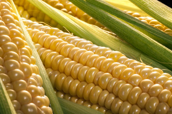 玉米的结实的矮烹饪术语使用为煮熟的耳朵新鲜选玉米从种植甜蜜的玉米的耳朵选而的胚乳的牛奶阶段那的内核是仍然温柔的