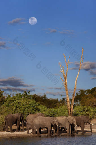 集团非洲大象学名Loxodonta非洲的银行的乔贝河乔贝国家公园博茨瓦纳