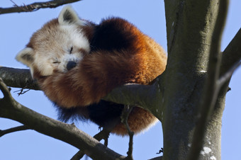 红色的潘德Ailurus富尔根<strong>睡觉</strong>高的分支机构树南部中国也知道的较小的<strong>熊猫</strong>