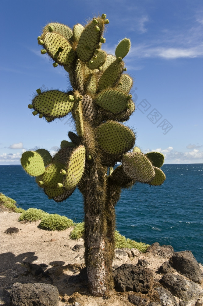 巨大的多刺的梨仙人掌仙人掌属仕达屋优先计划南广场岛的加拉帕戈斯群岛厄瓜多尔