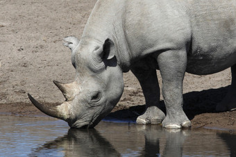 的罕见的黑色的<strong>犀牛</strong>喝水潭埃托沙国家公园纳米比亚